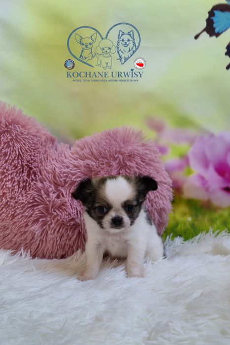 Mini xxs dziewczynka chihuahua długowłosa