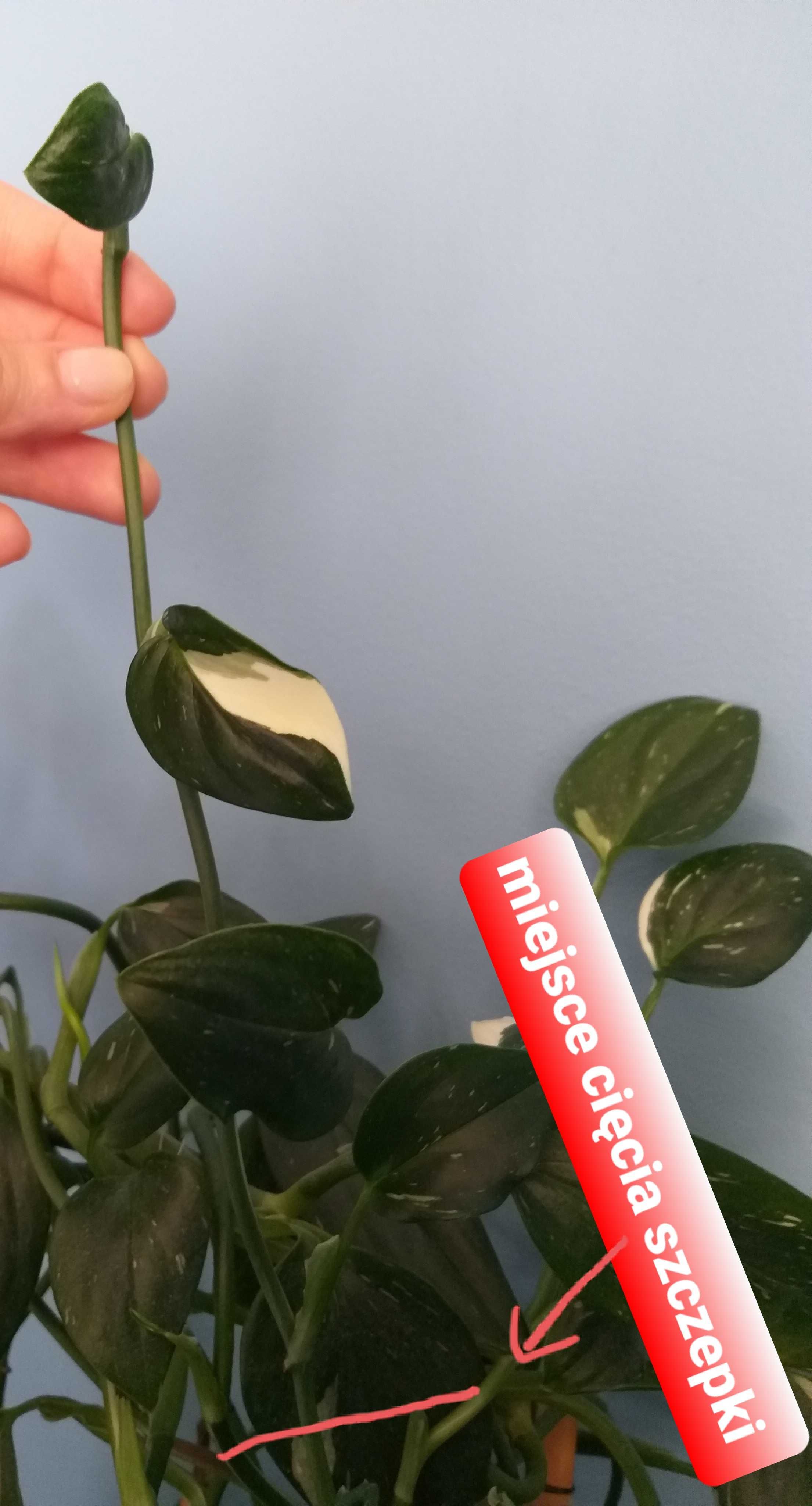 Monstera standleyan/cobra VARIEGATA, szczepka