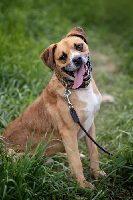 Fox   , psiak uratowany z łańcucha szuka domu