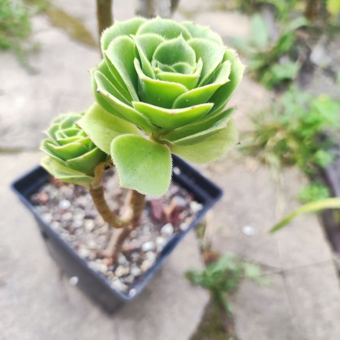 echeveria suyon crassula aeonium