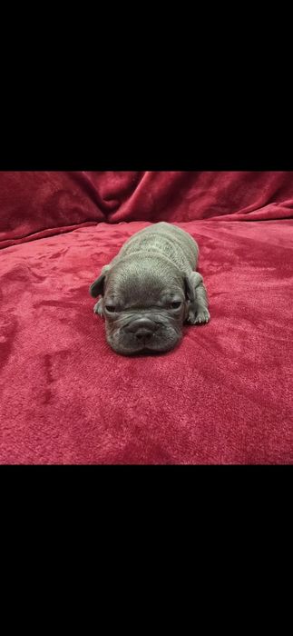 Bulldog francês Macho Azul olhos azuis Mini
