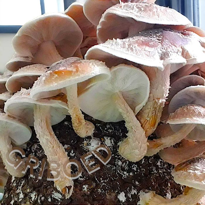 2 грибных блока ШИИТАКЕ. Выращивайте дома ПОЛЕЗНЫЕ ГРИБЫ, это просто!