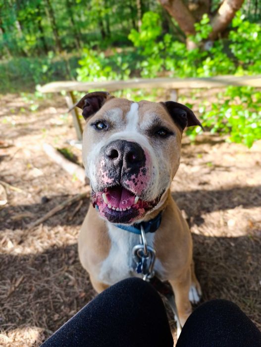 Amstaff Tytan wciąż bez domu