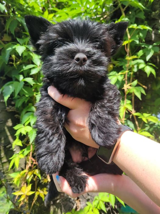 Yorkshire Terrier szczeniak