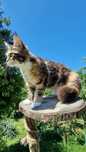 Maine Coon Kotka