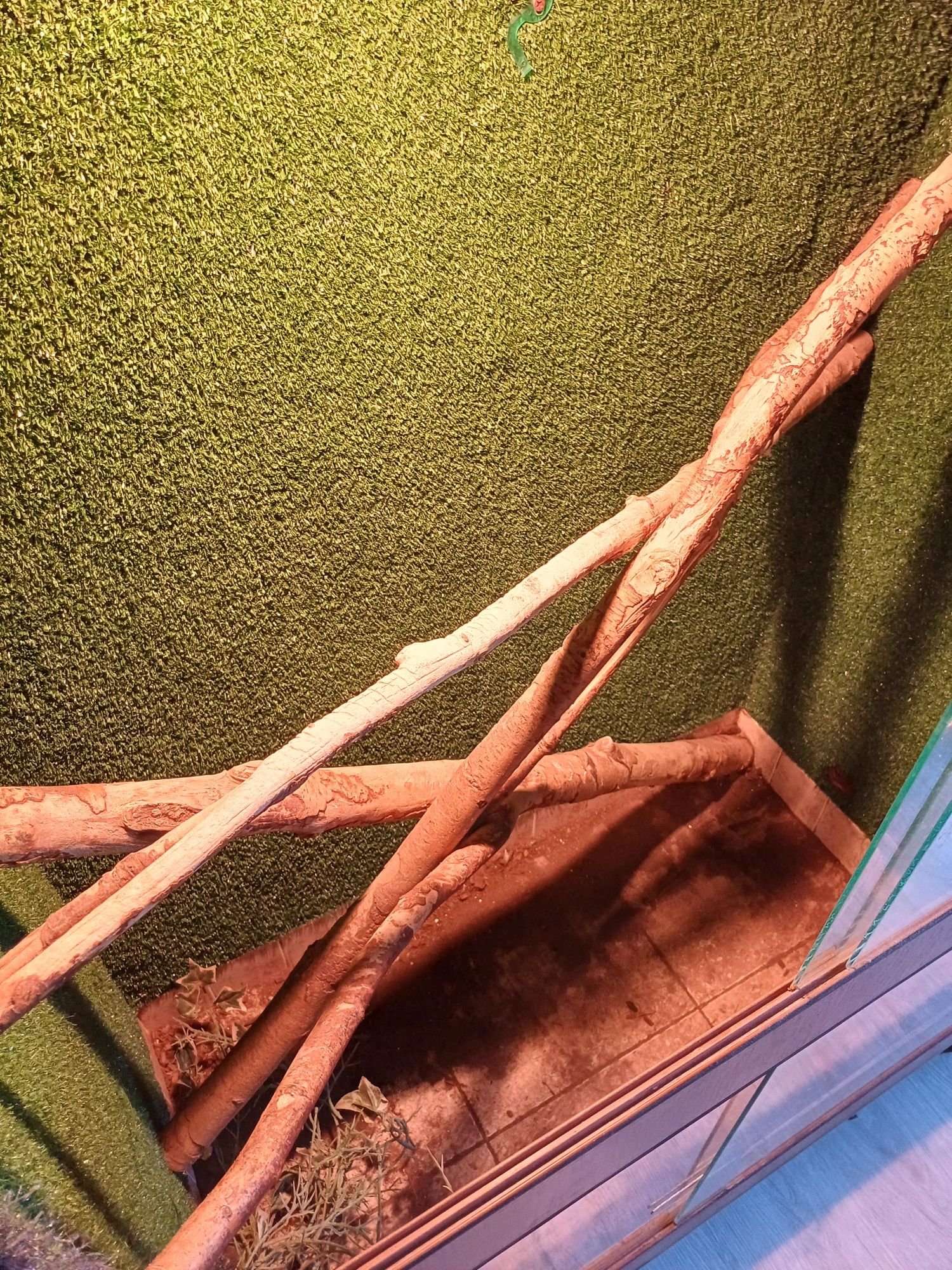 Terrarium Sprzedam