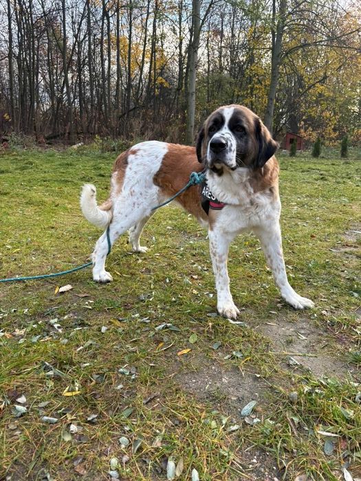 Taka piękna suni szuka domu