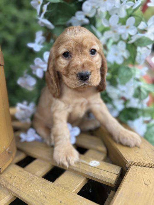 Śliczny piesek Cocker Spaniel Angielski z rodowodem