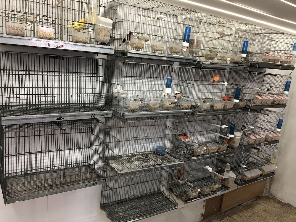 Varias gaiolas e veveiros para criacao de canarios