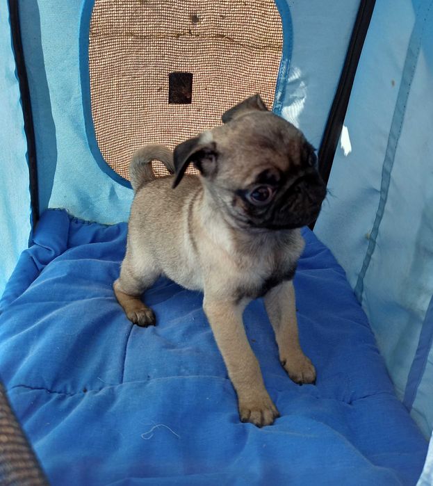 Pug Carlin lindo