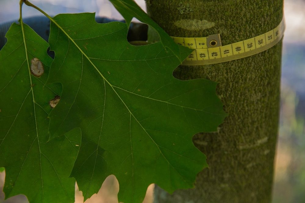 Dąb Czerwony (Quercus Rubra), obwód 8-10 cm, z gruntu