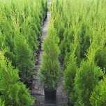 Tuja,Thuja,szmaragd, 50-80cm.