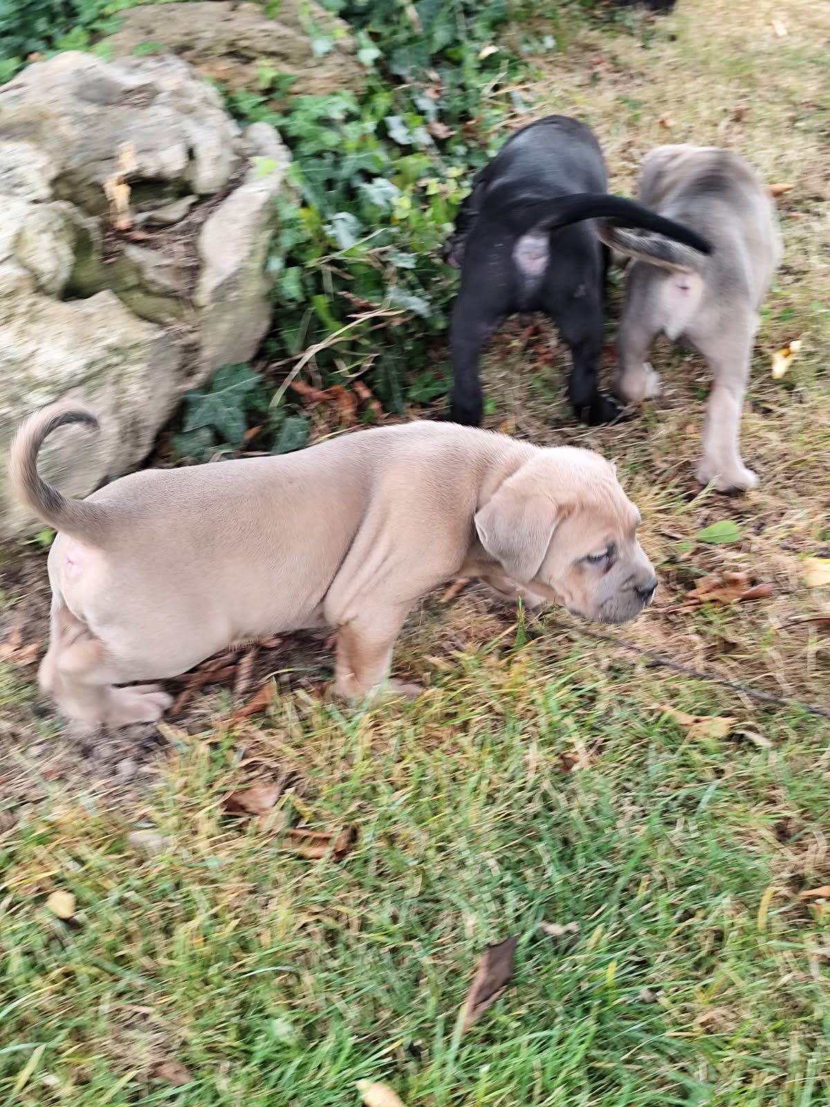 Cane corso piesek