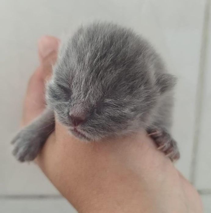 Scottish straight blue