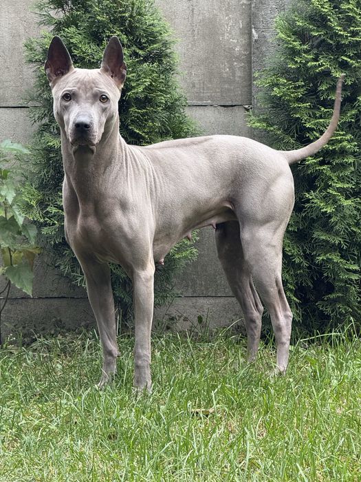Thai ridgeback dog