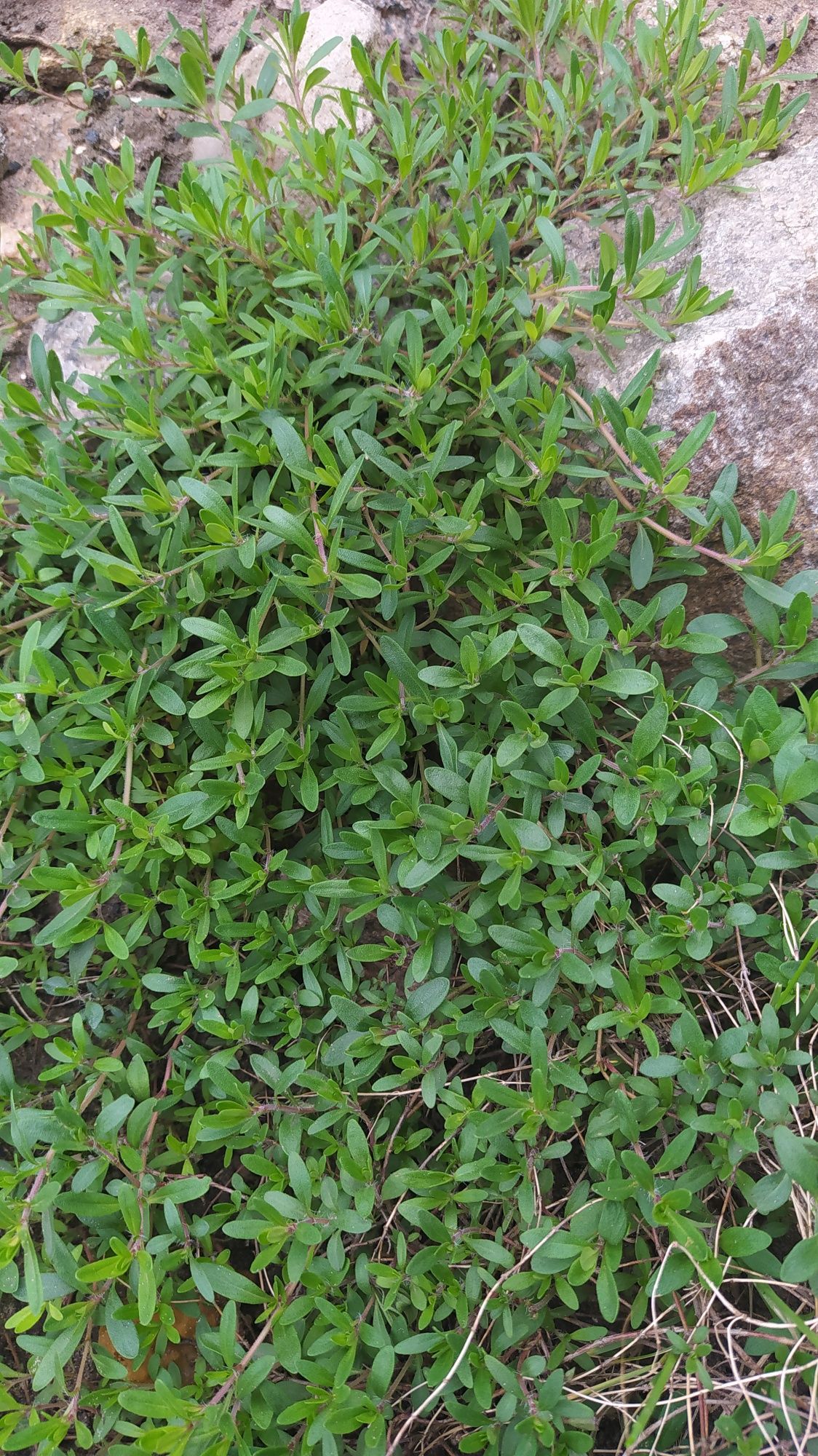 Испанский мох седиум очиток