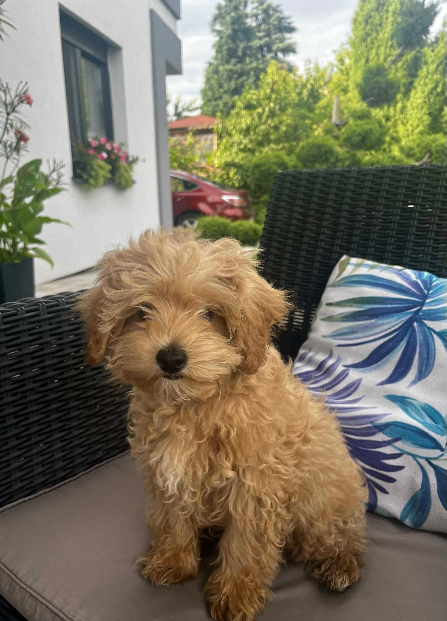 Maltipoo, śliczny.malutki. m Maltanczyk t Red Toy