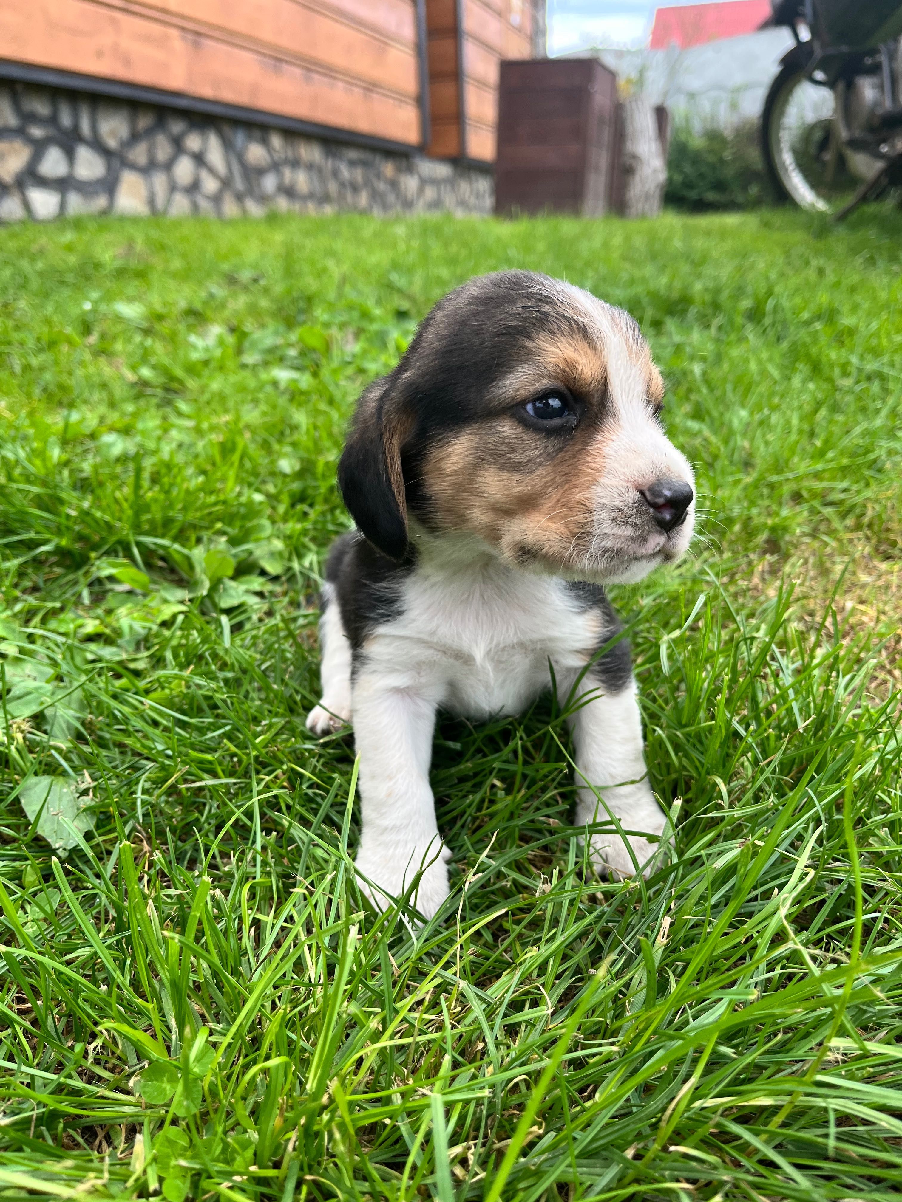 Beagle tricolor chip