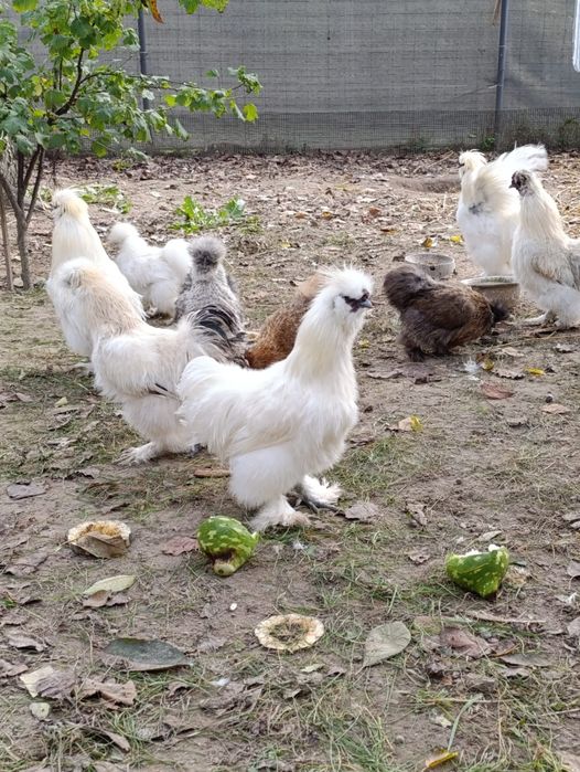 Kury silki, pary i same koguty