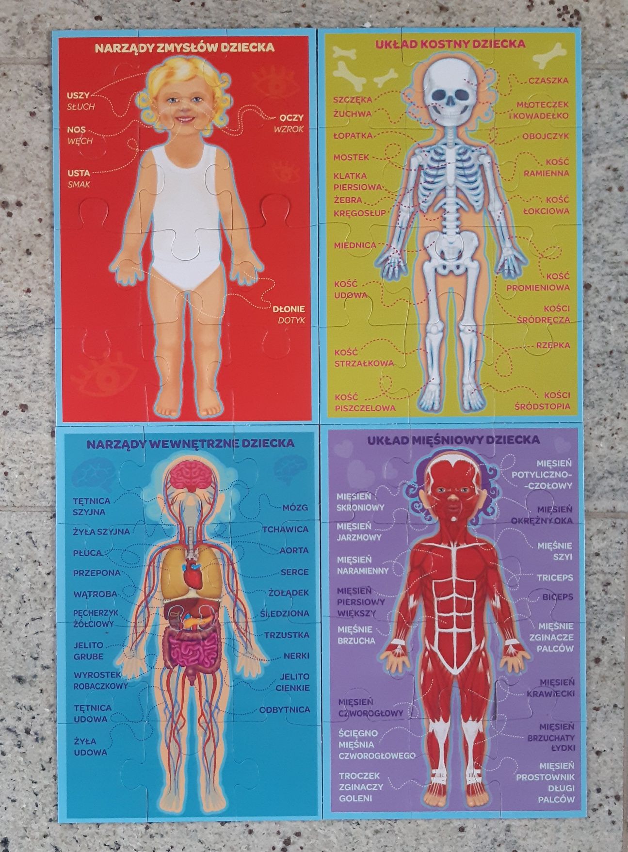 Gra edukacyjna Moje Ciało Trefl