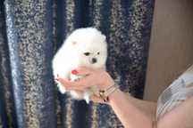 Pomeranian mini sunia biała