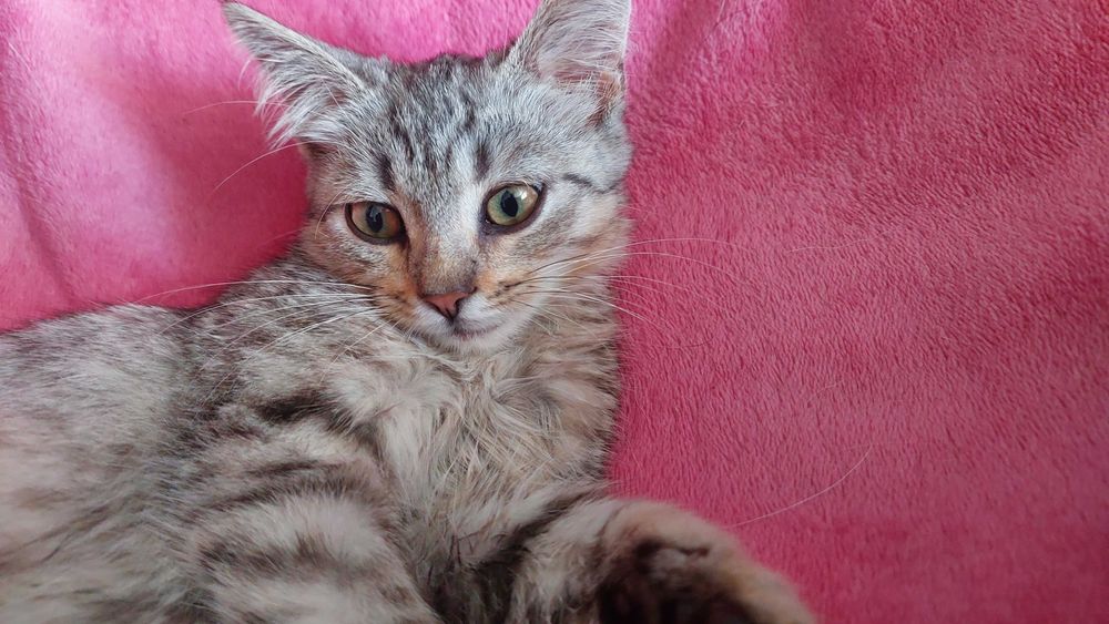 Просто рекламна дівчинка шукає дім