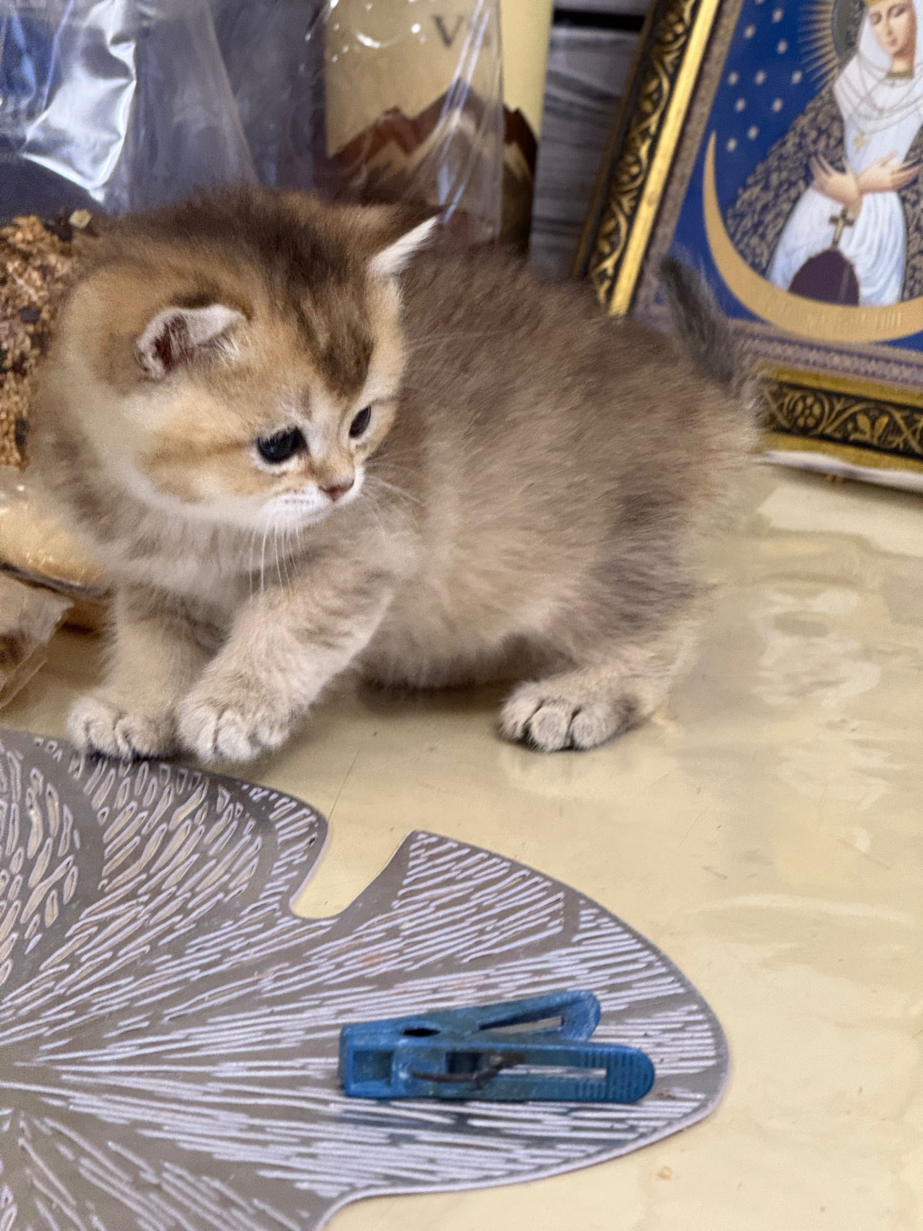 Шотландські кошенята