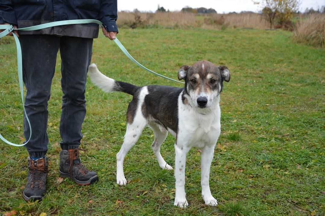 Smart śliczny, mądry pies szuka domu ADOPCJA