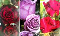 Roseiras de muitas cores