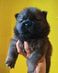 Chow chow FCI rudy piesek