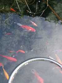 Peixes jovens de água fria