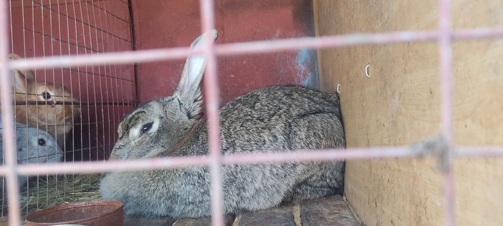 Кролі Шиншила Великан Термон На плем'я.