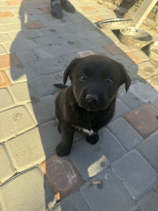 Цуценя лабрадор 1 місяць