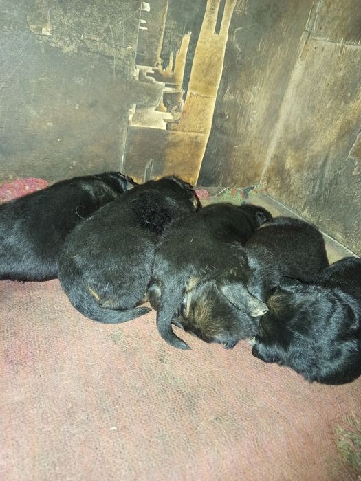 Щенки немецкой овчарки