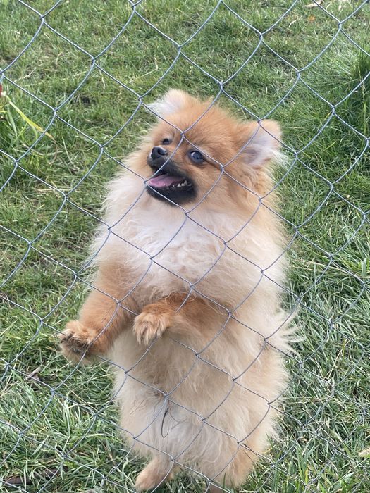 Хлопчик, померанський шпіц