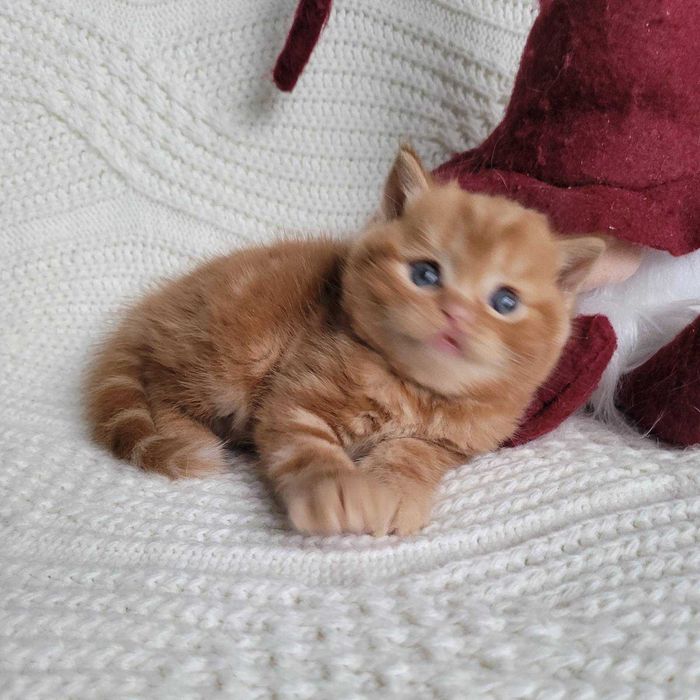 Плюшик та симпатяга! Милий хлопчик-кошеня в насичено-червоному мармурі