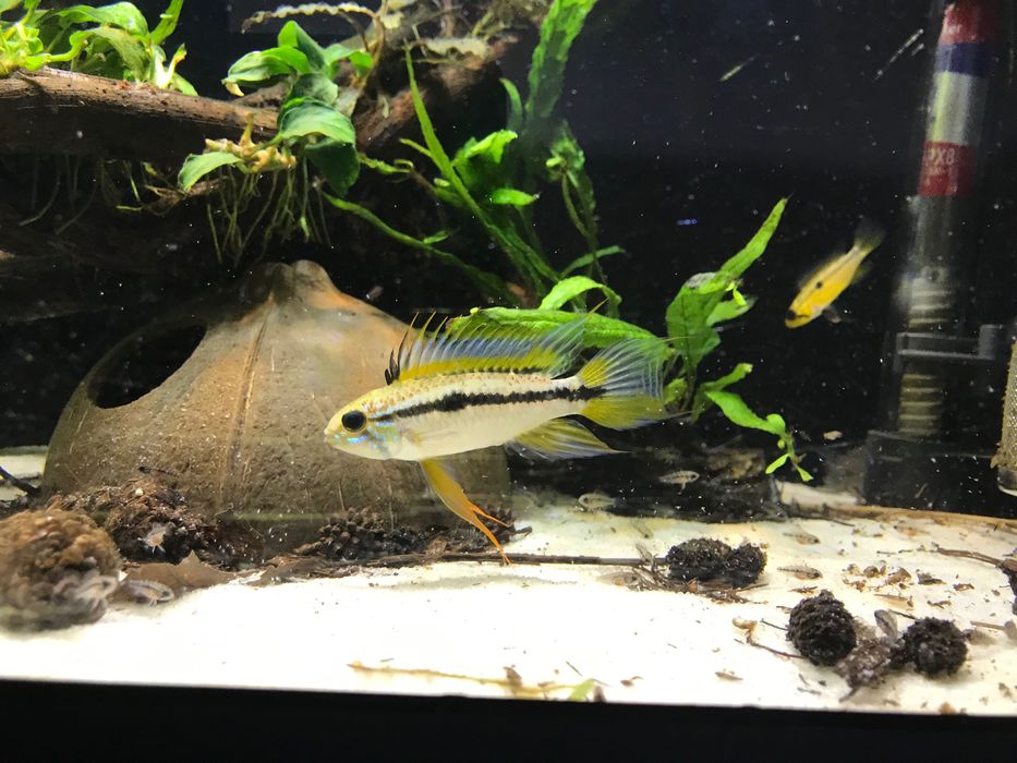 Apistograma bitaeneata rio Nanay- Casais