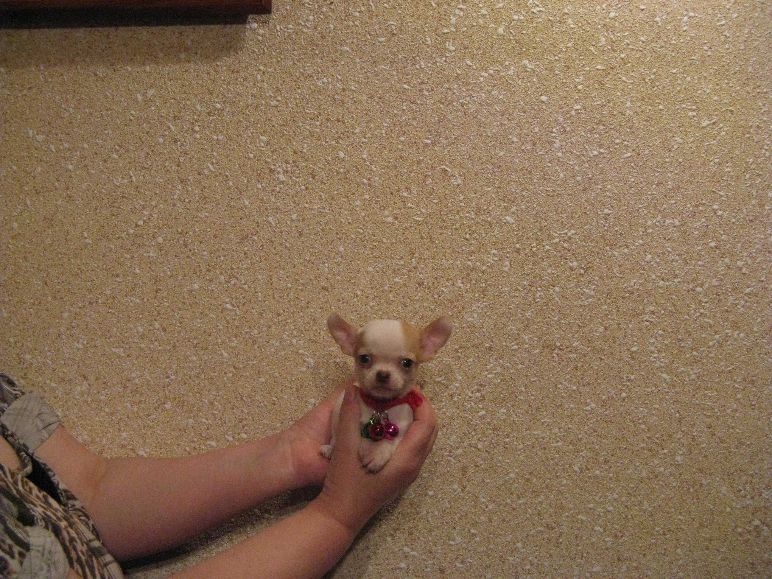 Chihuahua mini biała sliczna cudowna laleczka
