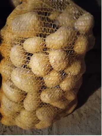 Ziemniaki jadalne Soraya, denar, gala, bellarosaNaturalne! Fakturą VAT
