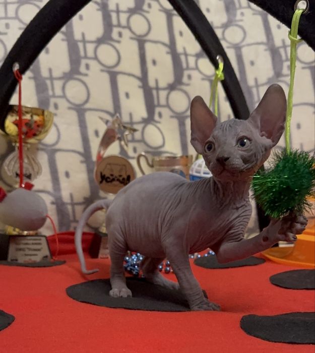 Канадський сфінкс, клуб, родовід WCF, доставка, документи для виїзду