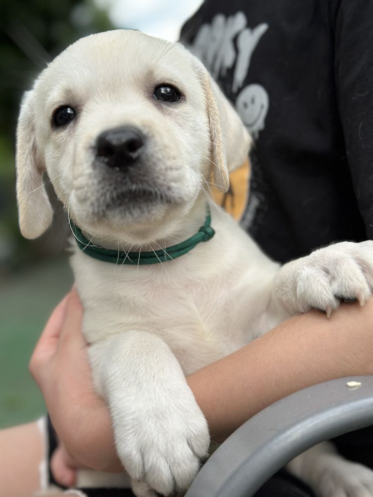 Labrador z rodowodem ZKwP FCI