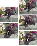 Shihpoo piesek hybryda shih tzu i pudel toy
