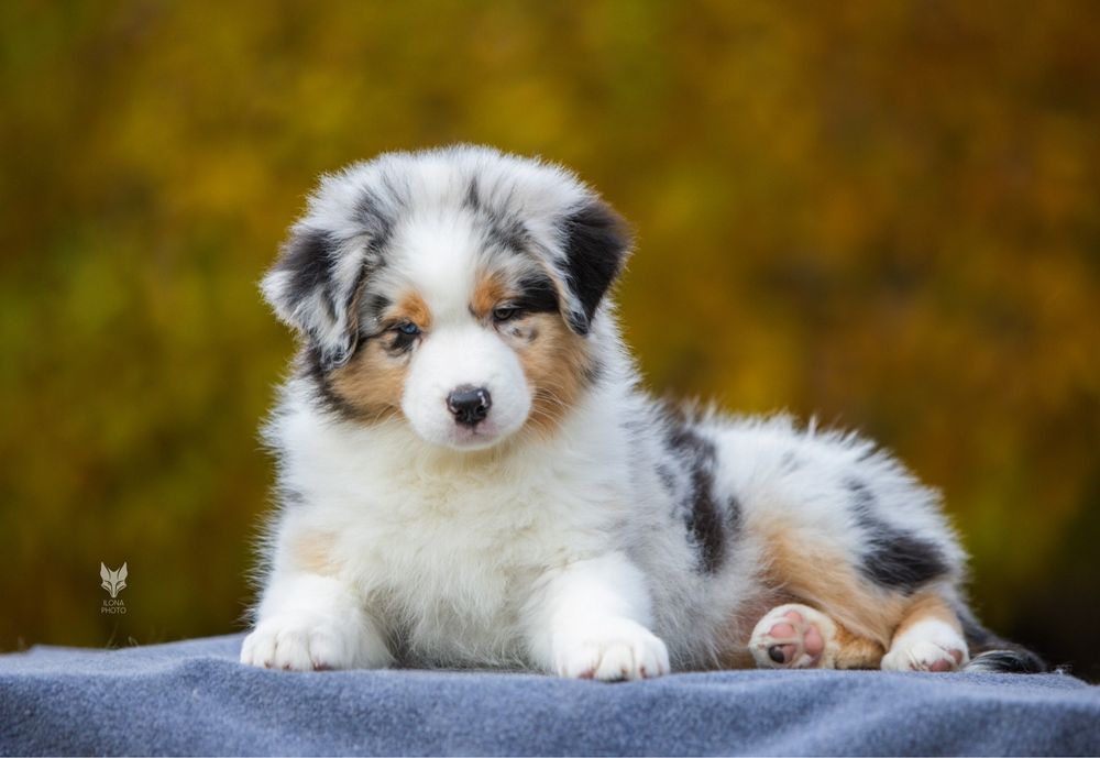 Різноока дівчинка блакитний мармур Австралійська вівчарка (ауссі)