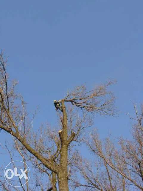 Wycinka drzew trudnodosępnych.