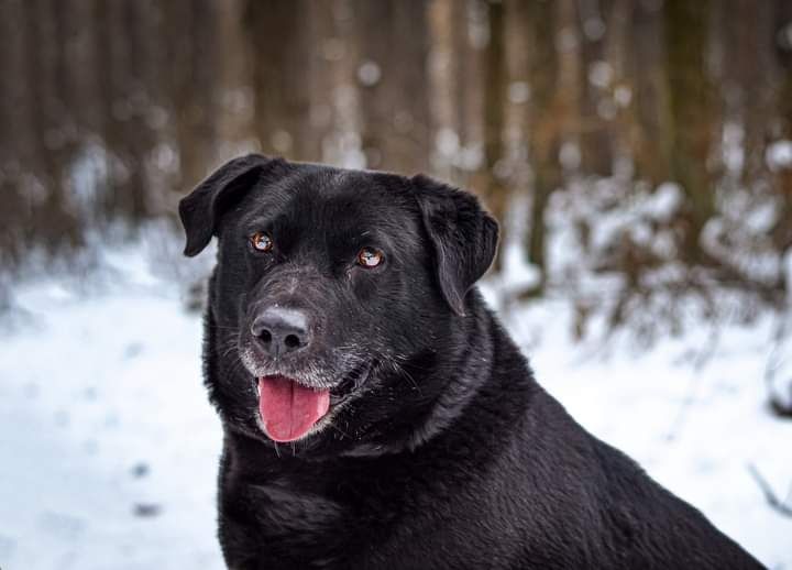 Młody, proludzki psiak w typie Labradora szuka DOMU! Adoptuj!