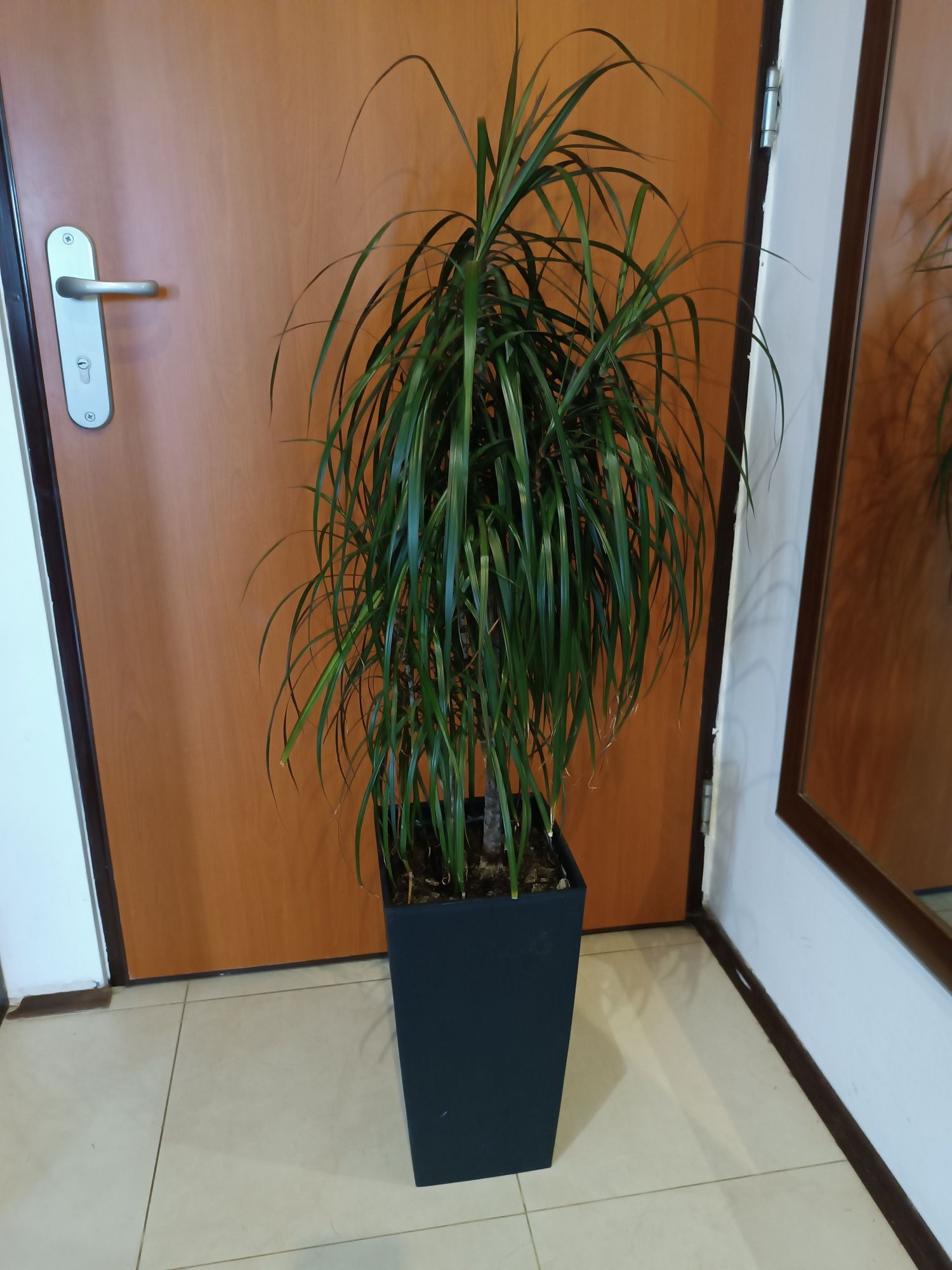 Dracena razem donicą