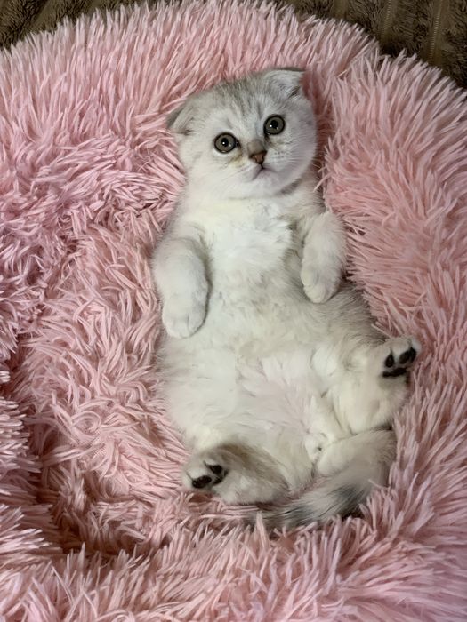 Кошеня шотландська сіра шиншила