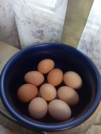 Яйца домашние  40 грн