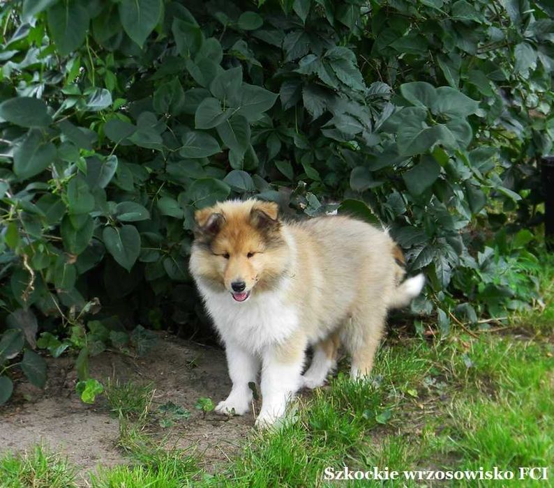 Owczarek szkocki długowłosy collie wolny od MDR i DM - ZKwP/ FCI