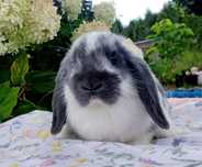 Mini lop królik miniaturka baranek